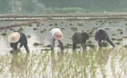 關(guān)于插秧的作文