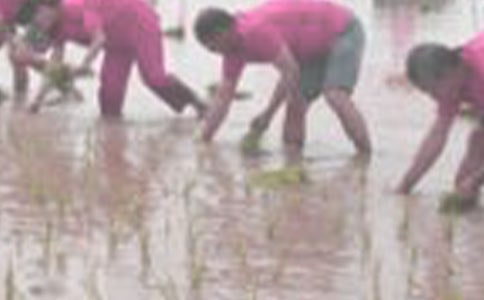 我學(xué)會了插秧