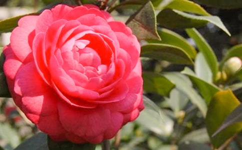 美麗的山茶花作文