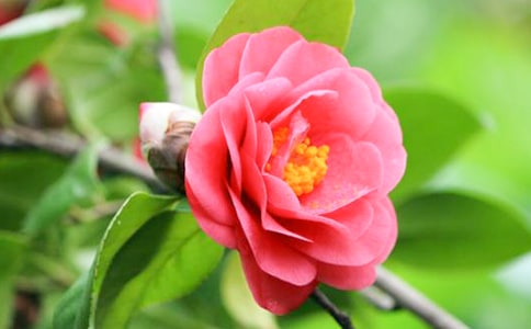 描寫茶花的句子(7篇)