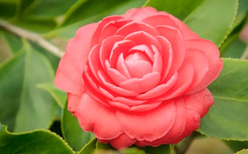 ɽ�軨������