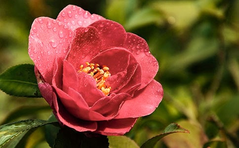 關(guān)于茶花的作文