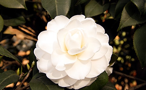 山茶花作文(15篇)