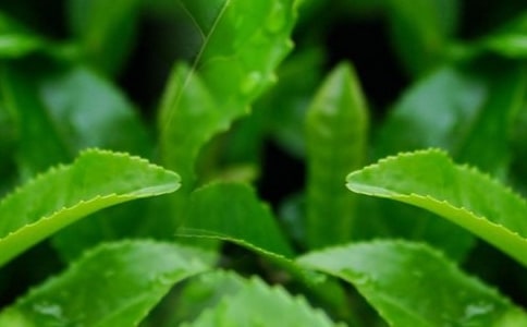 認識茶葉大班科學教案