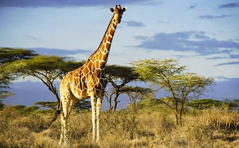 ������g(sh��)�̰����L(zh��ng)�i¹