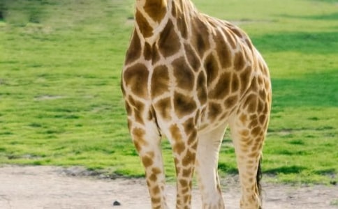 小班美術(shù)萌萌的長(zhǎng)頸鹿教案