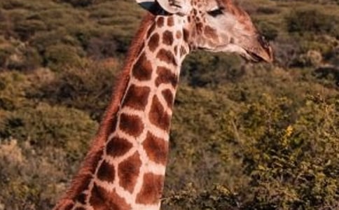 小班萌萌的長(zhǎng)頸鹿美術(shù)教案