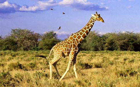 С���w���Α��L�i¹�����ѽ̰�