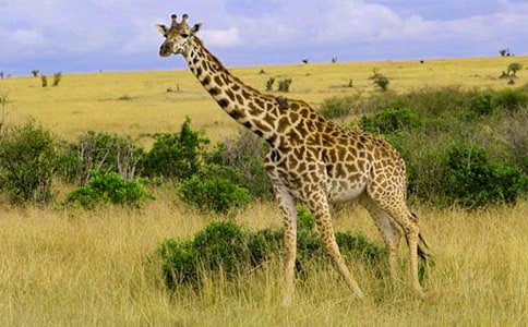 長(zhǎng)頸鹿的圍巾作文