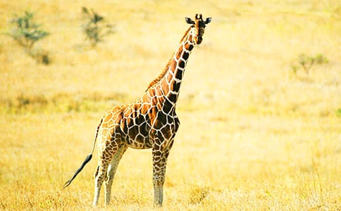 長頸鹿的脖子變短了-三年級想象作文600字