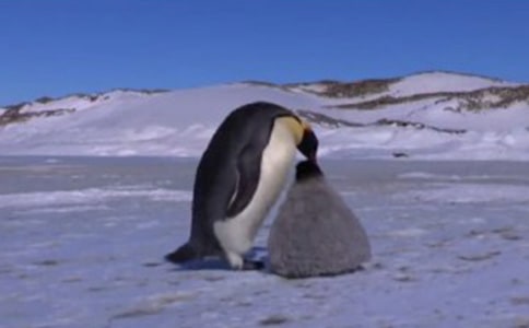 超越生命的愛作文300字