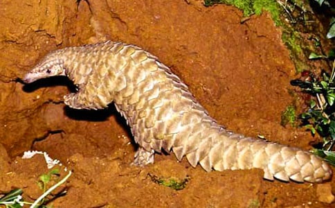 穿山甲人工仿野生養(yǎng)殖技術(shù)