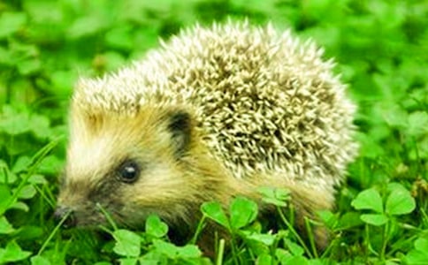 小班體育小刺猬背棗子教案