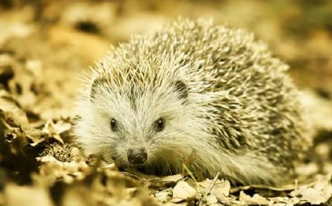 美術(shù)刺猬教案(經(jīng)典)