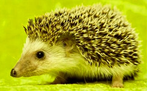 美術(shù)刺猬教案