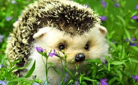 為什么刺猬總是能戰(zhàn)勝狐貍