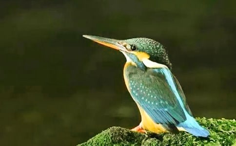 《翠鳥》教學(xué)設(shè)計(jì)之一