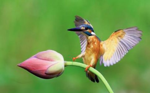 人教新課標(biāo)三年級下冊《翠鳥》優(yōu)秀教案設(shè)計