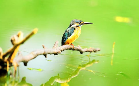 �����B(ni��o)���̌W(xu��)�O(sh��)Ӌ(j��)