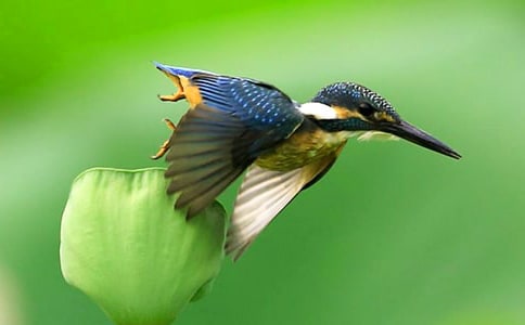 仿照《翠鳥(niǎo)》寫一種鳥(niǎo)啄木鳥(niǎo)作文(精選60篇)