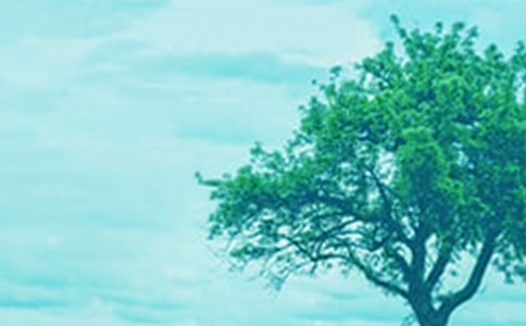 美麗的大樹中班美術(shù)教案