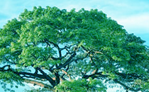 ������ӛ(14ƪ)