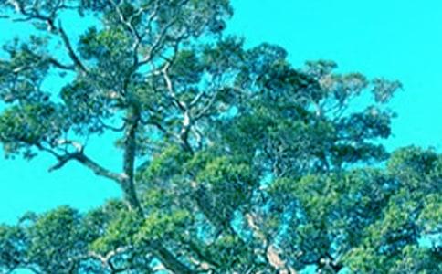 大樹爺爺笑了作文