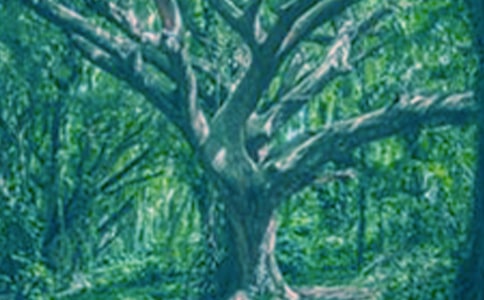 你是我的大樹(shù)作文