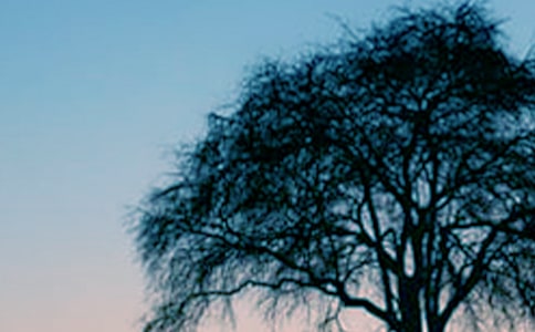 關(guān)于大樹的作文優(yōu)秀(13篇)