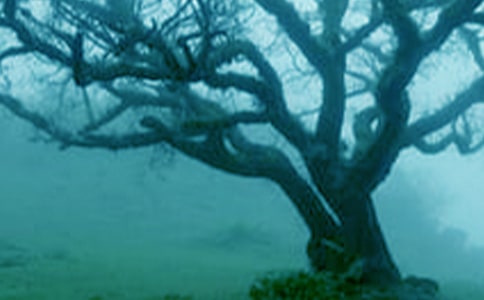 �������600��4ƪ������