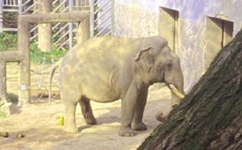 ���x���꼉(j��)��������300����ƪ