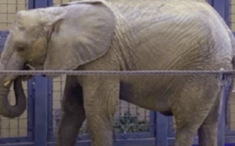 ����ı�������