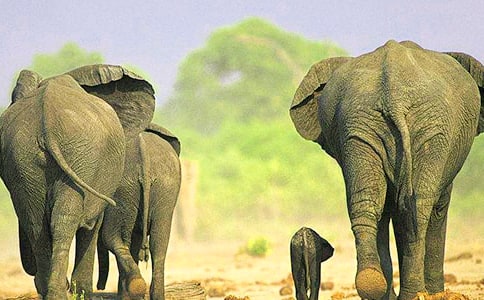 大象版六年級(jí)科學(xué)下冊(cè)教案第三單元養(yǎng)好小金魚(yú)