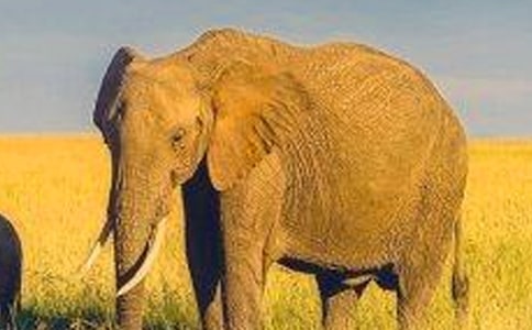 《小老鼠和大象》讀后感(精選11篇)