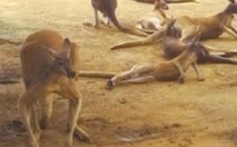 拓展項目:袋鼠運瓜