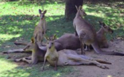 跳跳小袋鼠大班體育教案