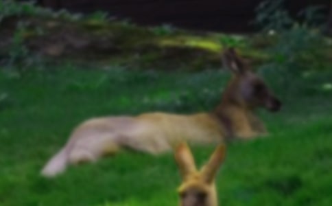 大班體育活動袋鼠的旅游的教案