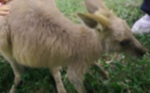 小袋鼠救災體育游戲教案