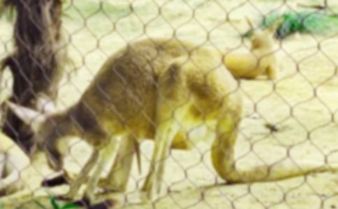 大班體育游戲活動(dòng)袋鼠旅行教案