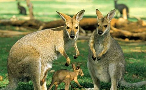 小袋鼠找媽媽的教案