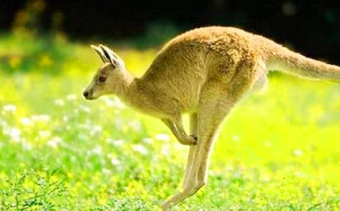 大班體育教案《袋鼠寶寶運(yùn)皮球》