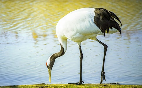 美麗的丹頂鶴保護(hù)區(qū)作文