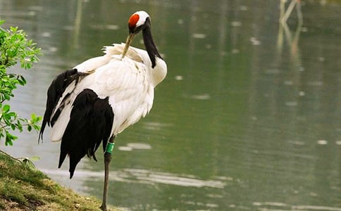 �����ĵ���Q����