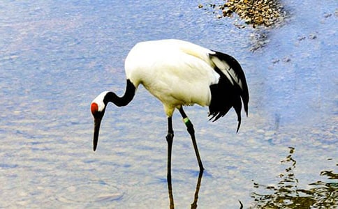 19 美麗的丹頂鶴