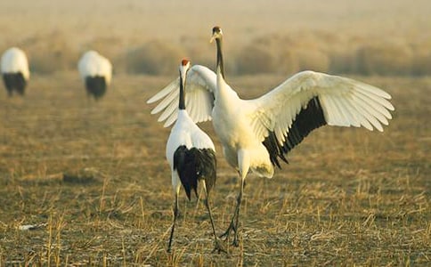 參觀丹頂鶴作文