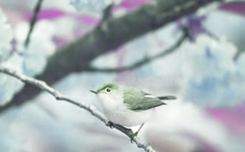 �����A������(d��ng)ֲ�������28ƪ