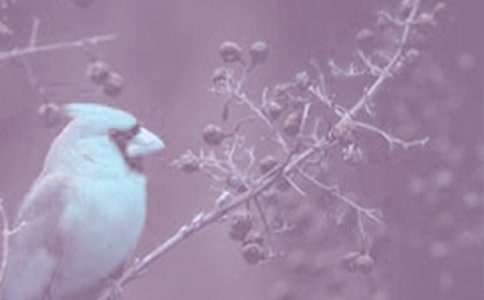 �а����Ȼ��(d��ng)ֲ��ĿƌW(xu��)�̰�