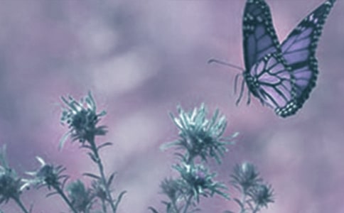 觀察動(dòng)植物小學(xué)四年級(jí)作文(精選60篇)