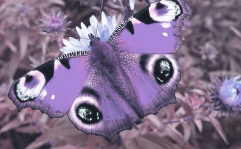 保護野生動植物簡報范文(通用22篇)