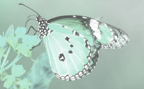 中班美術(shù)春天的動植物教案